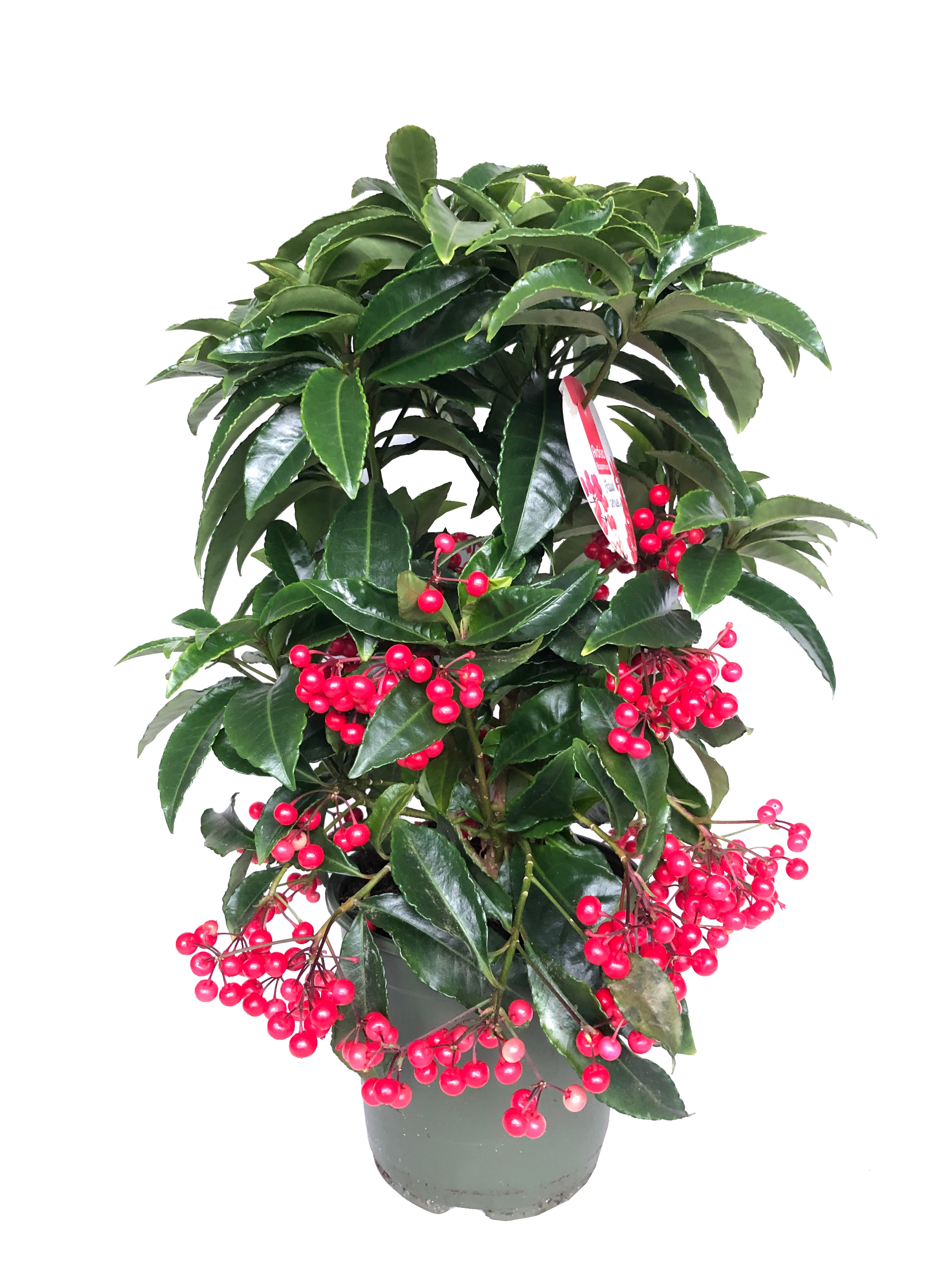 Ardisia crenata czerwona