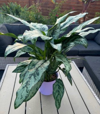 aglaonema romeo