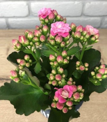 KALANCHOE CALANDIVA RÓŻOWE ROSE FLOWERS ...